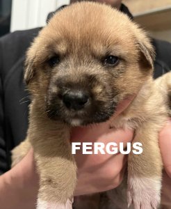 FERGUS AVAILABLE TO ADOPT